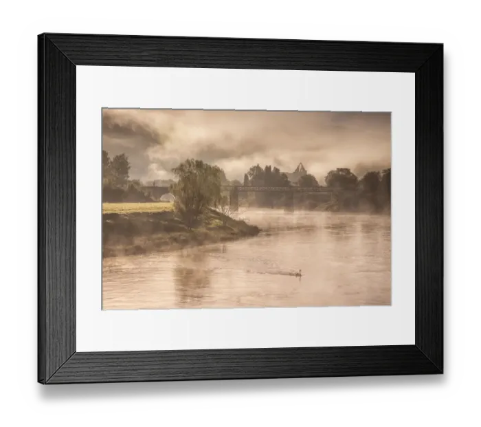 Framed Print : View of river with Mute Swan (Cygnus olor) swimming, bridge and Cistercian abbey ruins in mist at dawn, Tintern Abbey Framed Print : View of river with Mute Swan (Cygnus olor) swimming, bridge and Cistercian abbey ruins in mist at dawn, Tintern Abbey