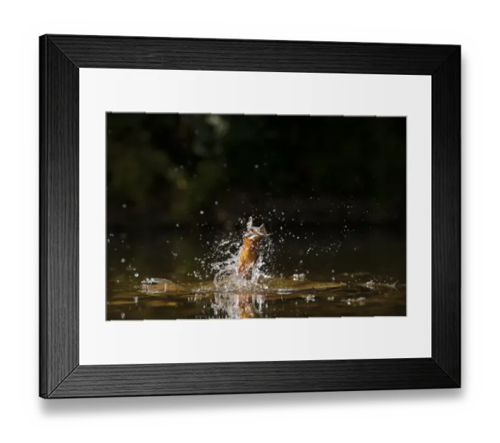 Framed Print : Common Kingfisher (Alcedo atthis) adult female, in flight, emerging from water with fish in beak, River Dove Framed Print : Common Kingfisher (Alcedo atthis) adult female, in flight, emerging from water with fish in beak, River Dove