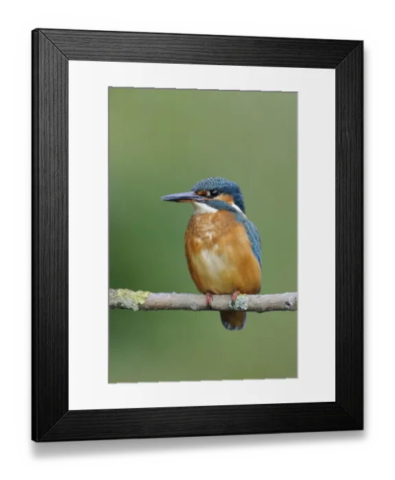 Framed Print : Common Kingfisher (Alcedo atthis) adult female, perched on branch over river, River Dove, Staffordshire, England Framed Print : Common Kingfisher (Alcedo atthis) adult female, perched on branch over river, River Dove, Staffordshire, England