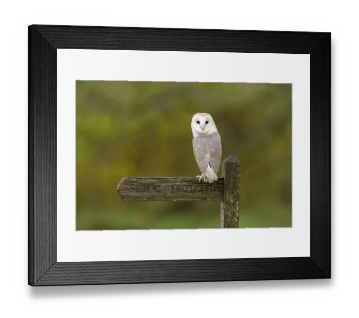 Framed Print : Barn Owl (Tyto alba) adult, perched on wooden Public Footpath sign, Suffolk, England, May (captive) Framed Print : Barn Owl (Tyto alba) adult, perched on wooden Public Footpath sign, Suffolk, England, May (captive)