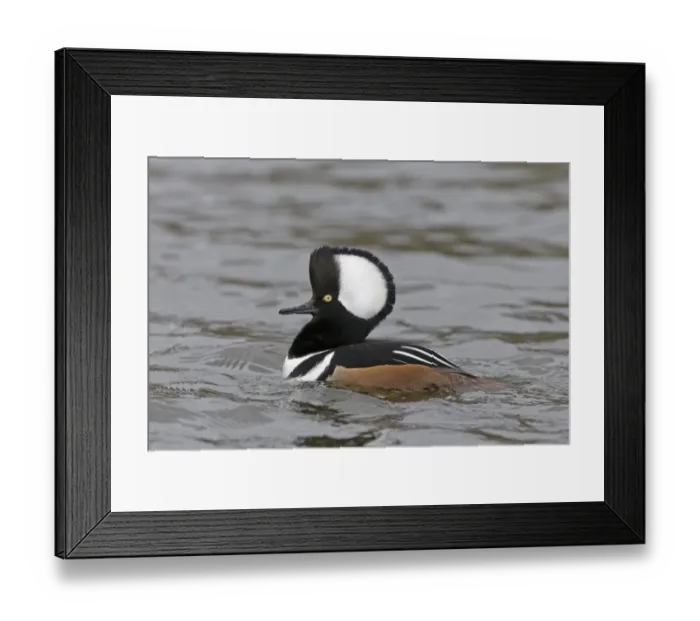 Framed Print : Hooded Merganser (Lophodytes cucullatus) adult male, with raised crest, swimming, Pensthorpe Nature Reserve Framed Print : Hooded Merganser (Lophodytes cucullatus) adult male, with raised crest, swimming, Pensthorpe Nature Reserve