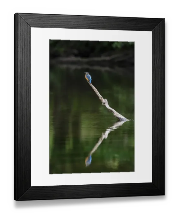 Framed Print : Common Kingfisher (Alcedo atthis) adult female, perched on branch with reflection, River Dove, Staffordshire, England Framed Print : Common Kingfisher (Alcedo atthis) adult female, perched on branch with reflection, River Dove, Staffordshire, England
