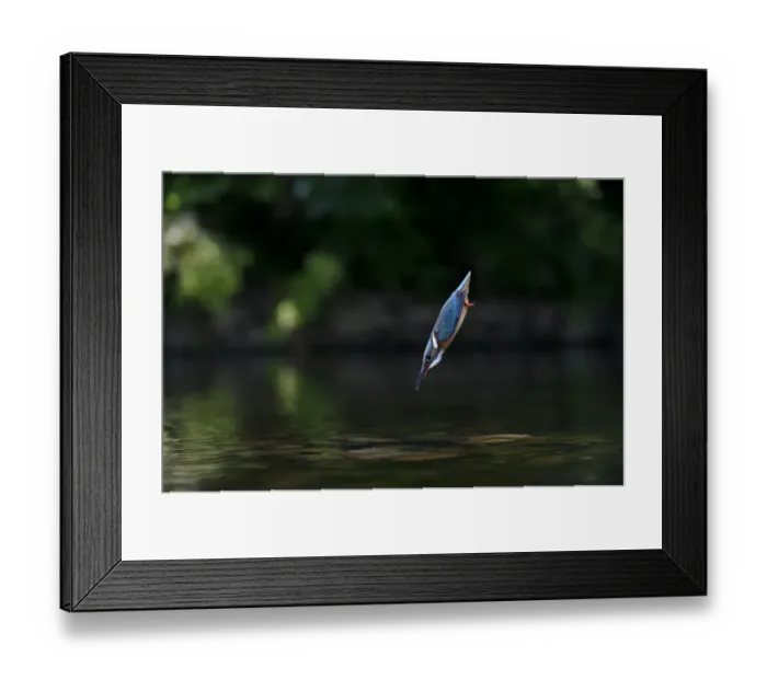 Framed Print : Common Kingfisher (Alcedo atthis) adult female, in flight, diving into water, River Dove, Staffordshire, England