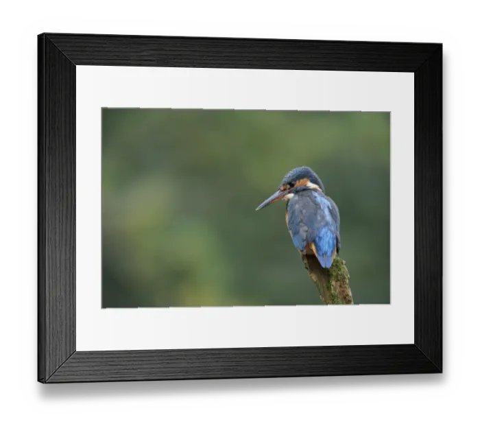 Framed Print : Common Kingfisher (Alcedo atthis) adult female, perched on stump at edge of river, River Dove, Staffordshire, England Framed Print : Common Kingfisher (Alcedo atthis) adult female, perched on stump at edge of river, River Dove, Staffordshire, England