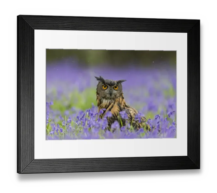 Framed Print : Eurasian Eagle-owl (Bubo bubo) adult, standing amongst Bluebell (Hyacinthoides non-scripta) flowers during rainfall Framed Print : Eurasian Eagle-owl (Bubo bubo) adult, standing amongst Bluebell (Hyacinthoides non-scripta) flowers during rainfall