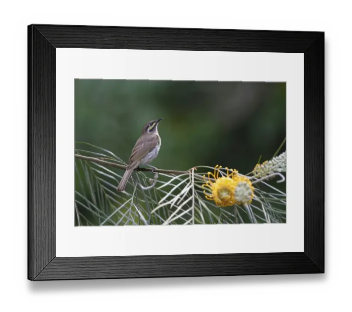 Framed Print : Yellow-faced Honeyeater (Lichenostomus chrysops) adult, perched on grevillea bush, Kingfisher Park, Atherton Tableland