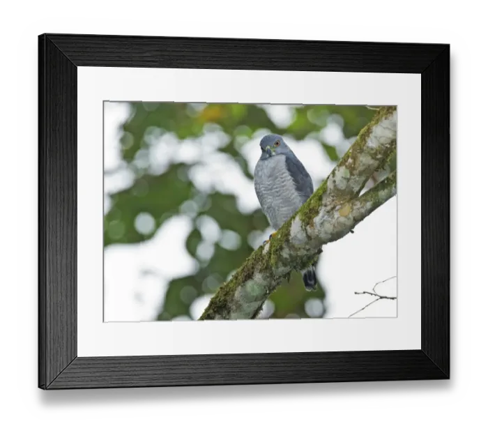 Framed Print : Double-toothed Kite (Harpagus bidentatus) adult, perched on branch in montane rainforest, Andes, Ecuador, November Framed Print : Double-toothed Kite (Harpagus bidentatus) adult, perched on branch in montane rainforest, Andes, Ecuador, November