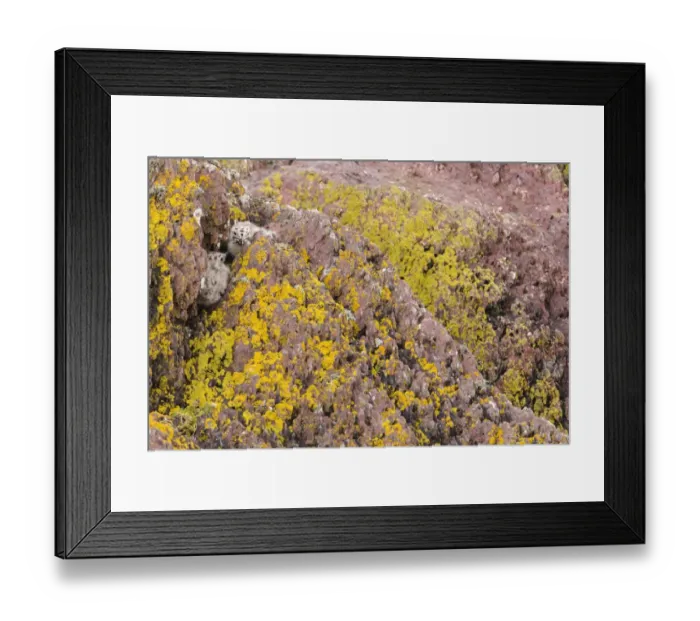 Framed Print : Herring Gull (Larus argentatus) two chicks, camouflaged amongst rocks, Skokholm Island, Pembrokeshire, Wales, June Framed Print : Herring Gull (Larus argentatus) two chicks, camouflaged amongst rocks, Skokholm Island, Pembrokeshire, Wales, June