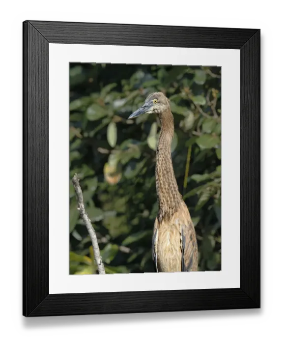 Framed Print : Great-billed Heron (Ardea sumatrana) immature, close-up of head and neck, Daintree River, Daintree N. P Framed Print : Great-billed Heron (Ardea sumatrana) immature, close-up of head and neck, Daintree River, Daintree N. P