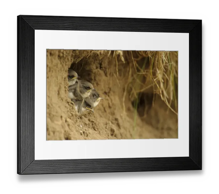Framed Print : Sand Martin (Riparia riparia) chicks, at nesthole entrance in sandbank, River Dove, Staffordshire, England, August Framed Print : Sand Martin (Riparia riparia) chicks, at nesthole entrance in sandbank, River Dove, Staffordshire, England, August