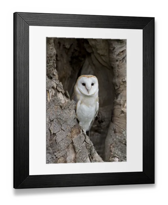 Framed Print : Barn Owl (Tyto alba) adult, perched in tree hollow, Suffolk, England, May (captive) Framed Print : Barn Owl (Tyto alba) adult, perched in tree hollow, Suffolk, England, May (captive)