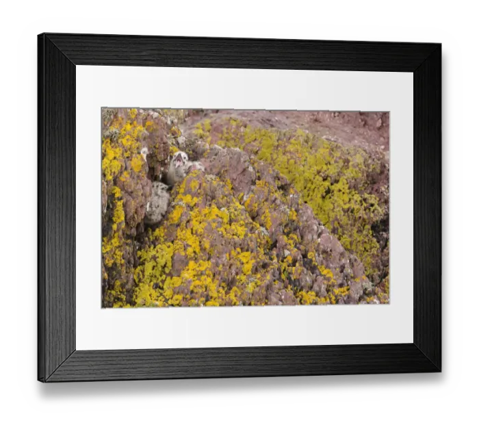 Framed Print : Herring Gull (Larus argentatus) two chicks, calling, camouflaged amongst rocks, Skokholm Island, Pembrokeshire, Wales Framed Print : Herring Gull (Larus argentatus) two chicks, calling, camouflaged amongst rocks, Skokholm Island, Pembrokeshire, Wales