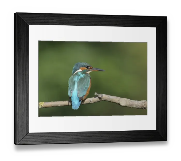 Framed Print : Common Kingfisher (Alcedo atthis) adult female, perched on branch over river, River Dove, Staffordshire, England Framed Print : Common Kingfisher (Alcedo atthis) adult female, perched on branch over river, River Dove, Staffordshire, England