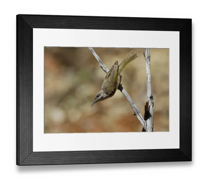 Framed Print : Brown Honeyeater (Lichmera indistincta) adult, perched on twig, Red Centre, Northern Territory, Australia, September Framed Print : Brown Honeyeater (Lichmera indistincta) adult, perched on twig, Red Centre, Northern Territory, Australia, September