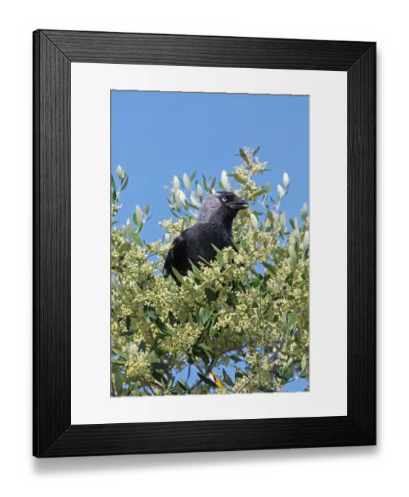 Framed Print : Jackdaw (Corvus monedula) adult, perched in Olive (Olea europaea) flowering, Coto Donana, Andalucia, Spain, May