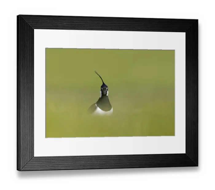Framed Print : Northern Lapwing (Vanellus vanellus) adult male, breeding plumage, standing in grass field, Suffolk, England, April Framed Print : Northern Lapwing (Vanellus vanellus) adult male, breeding plumage, standing in grass field, Suffolk, England, April