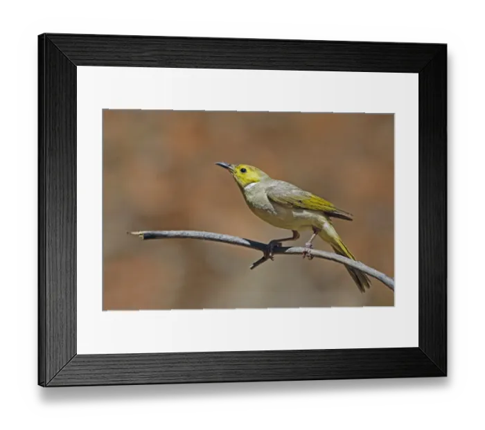 Framed Print : White-plumed Honeyeater (Lichenostomus penicillatus) adult, perched on twig, Ormiston Gorge, West MacDonnell N. P