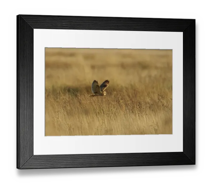 Framed Print : Short-eared Owl (Asio flammeus) adult, in flight, hunting over field, Worlaby Carrs, Lincolnshire, England, November Framed Print : Short-eared Owl (Asio flammeus) adult, in flight, hunting over field, Worlaby Carrs, Lincolnshire, England, November