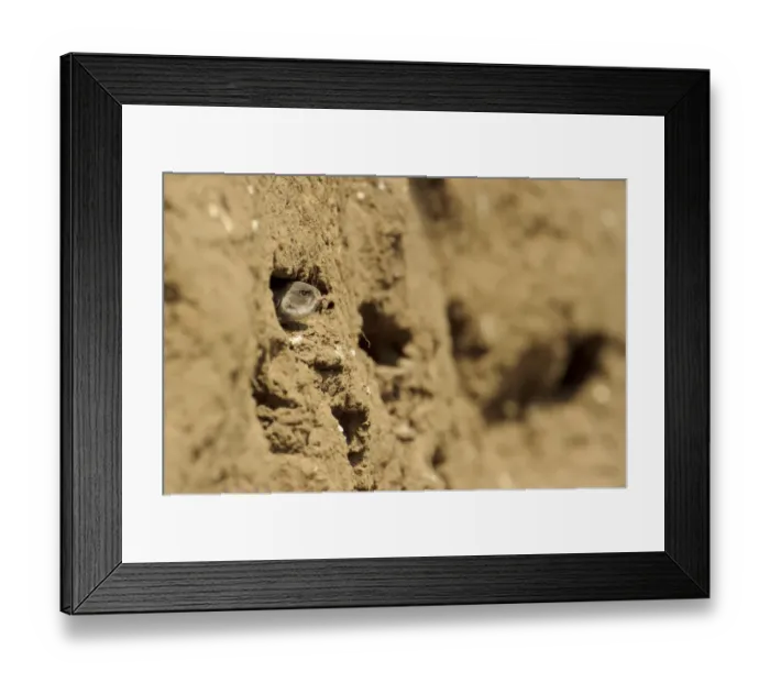 Framed Print : Sand Martin (Riparia riparia) chick, at nesthole entrance in sandbank, River Dove, Staffordshire, England, August