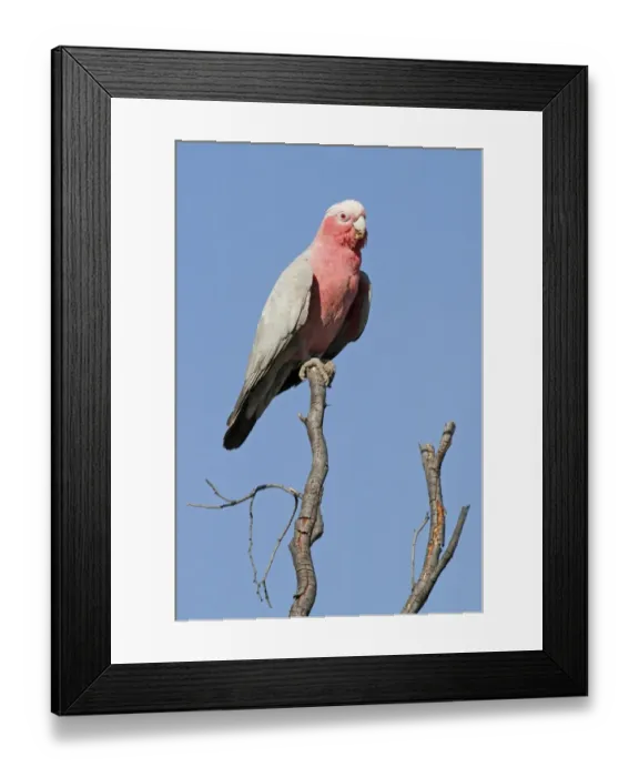 Framed Print : Galah (Eolophus roseicapillus) adult, perched on branch, Uluru-Kata Tjuta N. P Framed Print : Galah (Eolophus roseicapillus) adult, perched on branch, Uluru-Kata Tjuta N. P