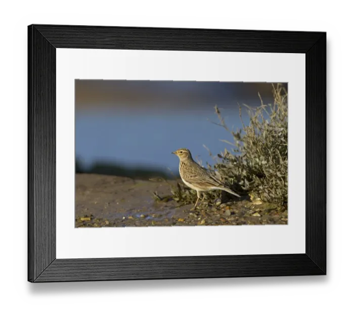 Framed Print : Eurasian Skylark (Alauda arvensis) adult, foraging along coastal creek, Morston Channel, Norfolk, England, February