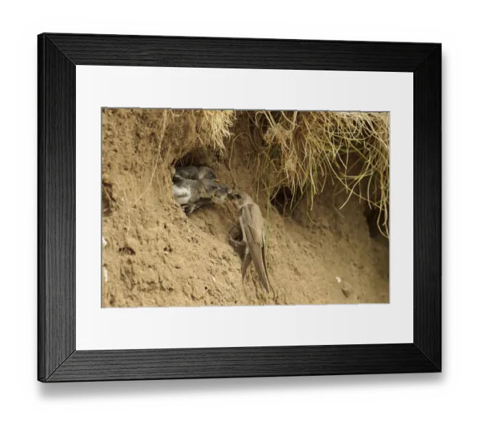 Framed Print : Sand Martin (Riparia riparia) adult feeding chicks, at nesthole entrance in sandbank, River Dove, Staffordshire Framed Print : Sand Martin (Riparia riparia) adult feeding chicks, at nesthole entrance in sandbank, River Dove, Staffordshire