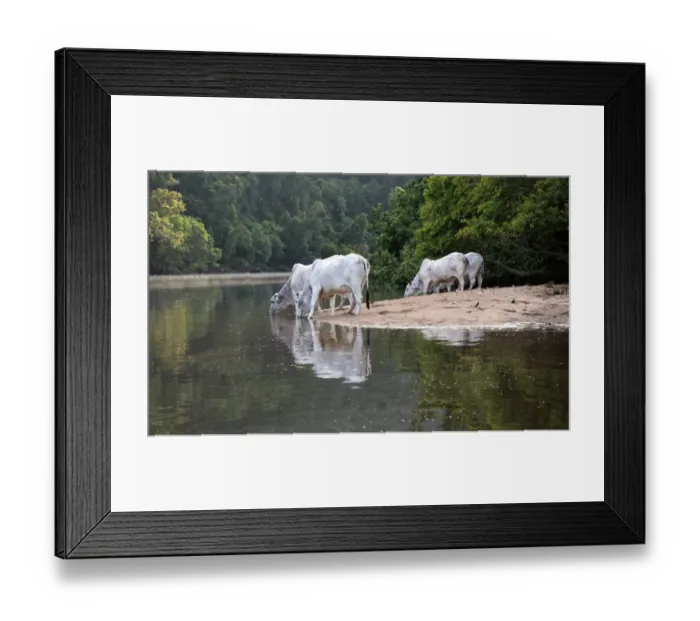 Framed Print : Domestic Cattle, Zebu (Bos indicus) cows, drinking from crocodile infested river, Daintree River, Daintree N. P Framed Print : Domestic Cattle, Zebu (Bos indicus) cows, drinking from crocodile infested river, Daintree River, Daintree N. P