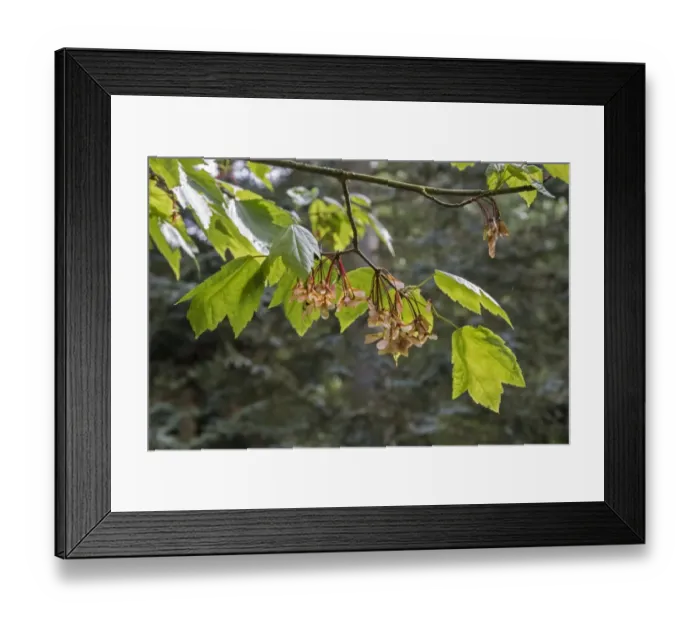 Framed Print : Leaf and fruit of Red Maple Acer rubrum