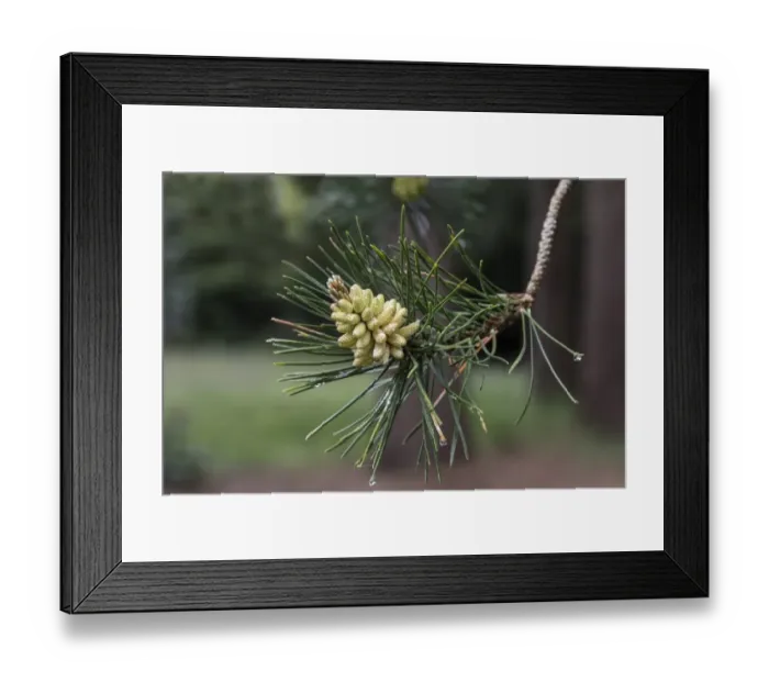 Framed Print : Male cones and leaf of Shore or Beach Pine, Pinus contorta Framed Print : Male cones and leaf of Shore or Beach Pine, Pinus contorta