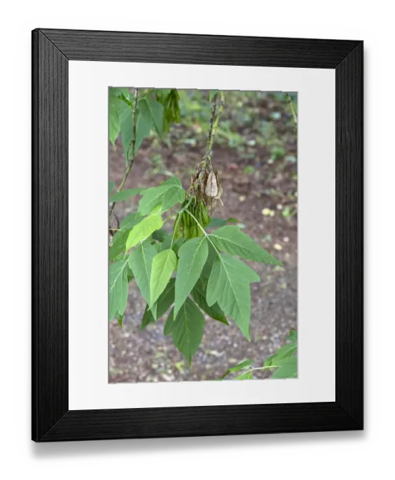 Framed Print : Box Elder leaf and fruit. Acer negundo Framed Print : Box Elder leaf and fruit. Acer negundo