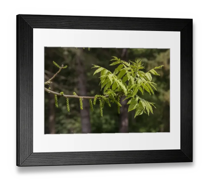 Framed Print : Black Walnut young leaves and catkins Framed Print : Black Walnut young leaves and catkins
