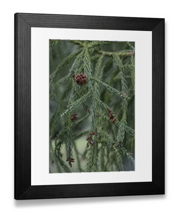 Framed Print : Japanese Red Cedar, one female cone and some smaller male cones. Cryptomeria japonica Framed Print : Japanese Red Cedar, one female cone and some smaller male cones. Cryptomeria japonica