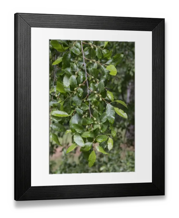 Framed Print : Roble Beech leaf and young fruits. Nothofagus obliqua Framed Print : Roble Beech leaf and young fruits. Nothofagus obliqua