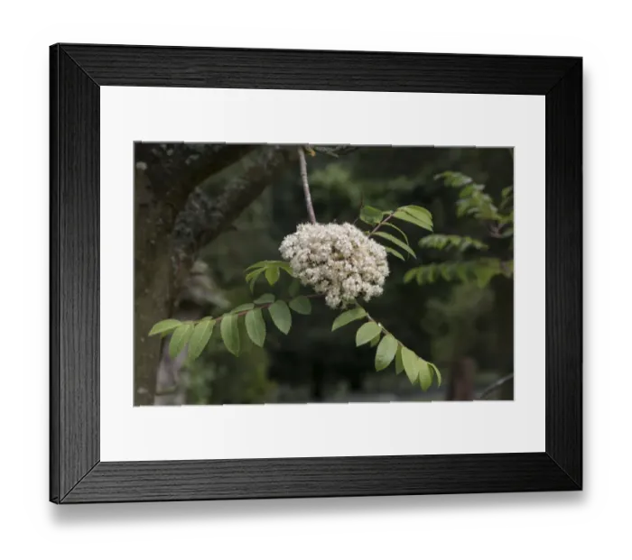 Framed Print : Rowan or Mountain Ash leaf and flower Framed Print : Rowan or Mountain Ash leaf and flower