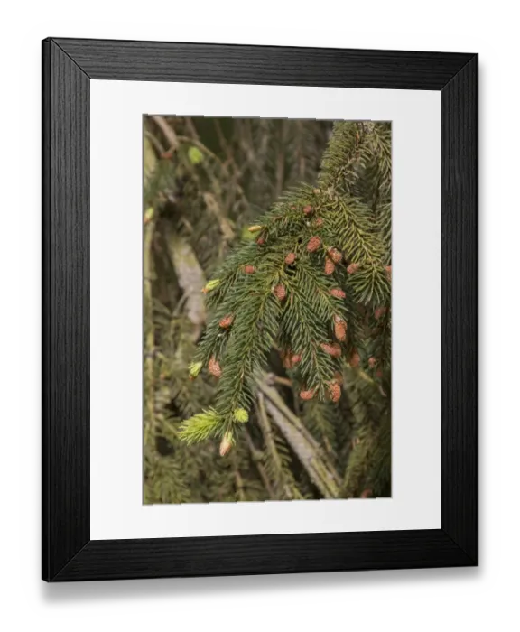 Framed Print : Norway Spruce leaf and buds Framed Print : Norway Spruce leaf and buds