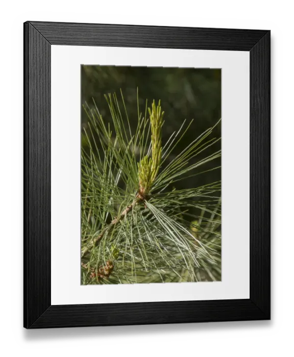 Framed Print : Mexican White Pine leaf Framed Print : Mexican White Pine leaf