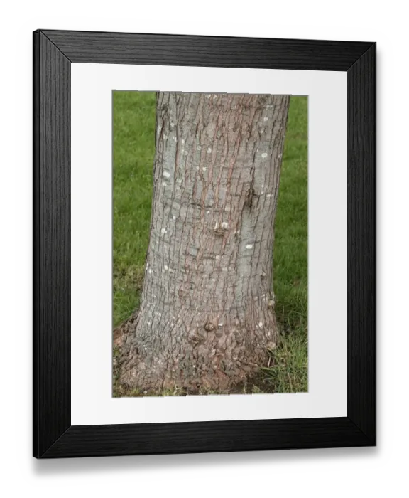 Framed Print : Silver Maple bole Framed Print : Silver Maple bole