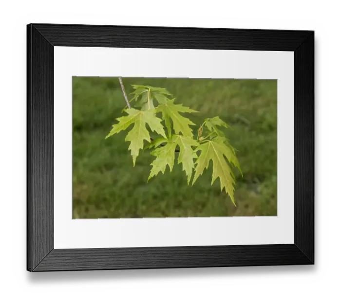 Framed Print : Silver Maple leaf Framed Print : Silver Maple leaf