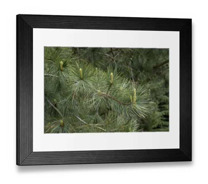 Framed Print : White or Weymouth Pine leaf with young shoots