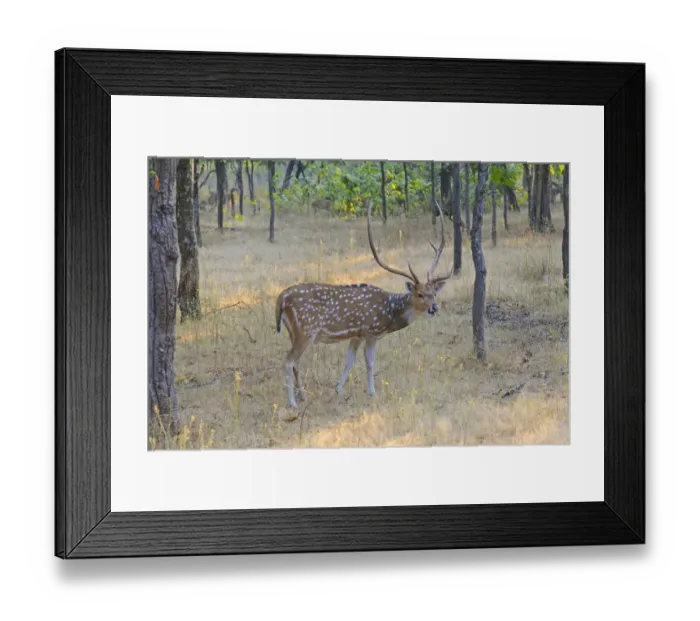 Framed Print : Spotted Deer (Axis axis) adult male, feeding in woodland, Bandhavgarh N. P. Madhya Pradesh, India, December Framed Print : Spotted Deer (Axis axis) adult male, feeding in woodland, Bandhavgarh N. P. Madhya Pradesh, India, December