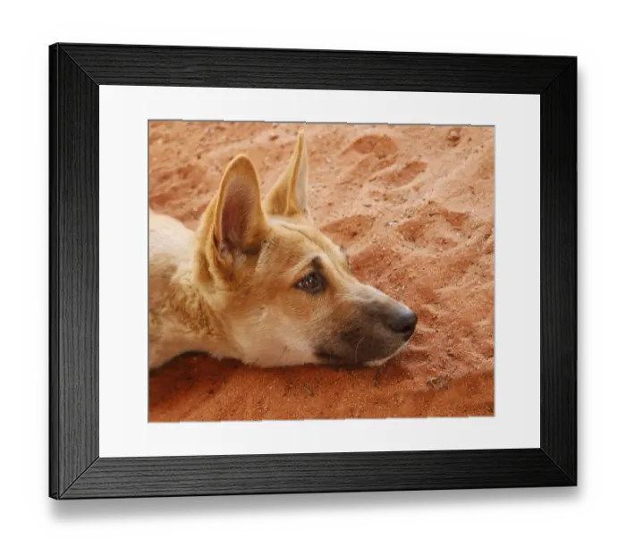 Framed Print : Dingo (Canis familiaris dingo) pup, close-up of head, resting on sand, rescued individual used by park rangers for Framed Print : Dingo (Canis familiaris dingo) pup, close-up of head, resting on sand, rescued individual used by park rangers for