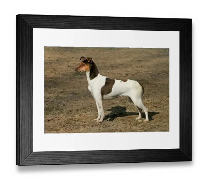 Framed Print : Domestic Dog, Brazilian Terrier, adult female, standing Framed Print : Domestic Dog, Brazilian Terrier, adult female, standing