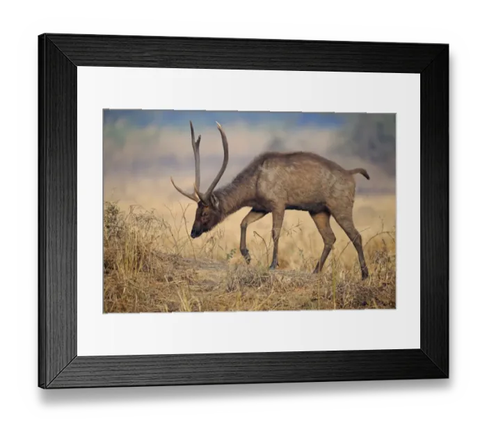 Framed Print : Sambar (Rusa unicolor) adult male, walking, Keoladeo Ghana N. P. (Bharatpur), Rajasthan, India, December Framed Print : Sambar (Rusa unicolor) adult male, walking, Keoladeo Ghana N. P. (Bharatpur), Rajasthan, India, December