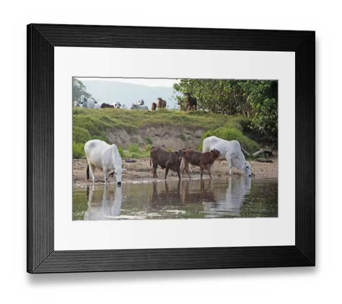 Framed Print : Domestic Cattle, Zebu (Bos indicus) cows and calves, drinking from crocodile infested river, Daintree River Framed Print : Domestic Cattle, Zebu (Bos indicus) cows and calves, drinking from crocodile infested river, Daintree River