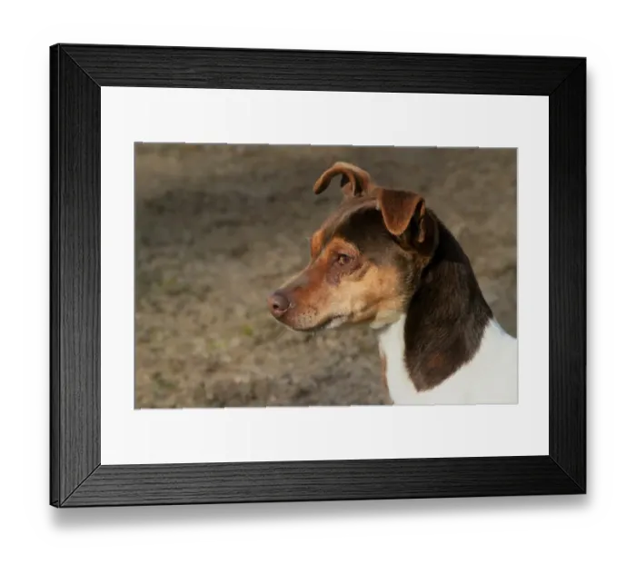 Framed Print : Domestic Dog, Brazilian Terrier, adult female, close-up of head Framed Print : Domestic Dog, Brazilian Terrier, adult female, close-up of head