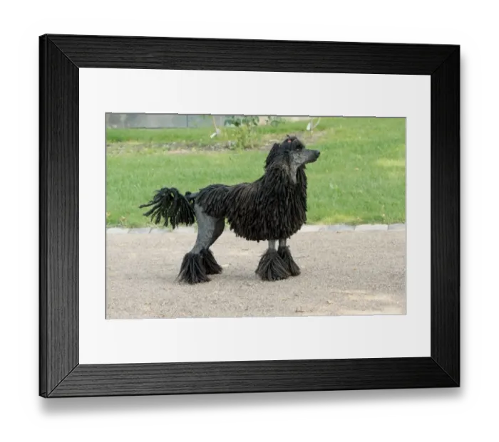 Framed Print : Domestic Dog, Corded Standard Poodle, adult, standing Framed Print : Domestic Dog, Corded Standard Poodle, adult, standing