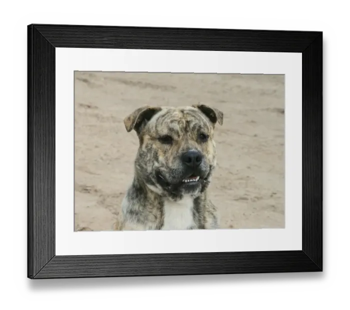 Framed Print : Domestic Dog, Ca de Bou, adult male, close-up of head Framed Print : Domestic Dog, Ca de Bou, adult male, close-up of head