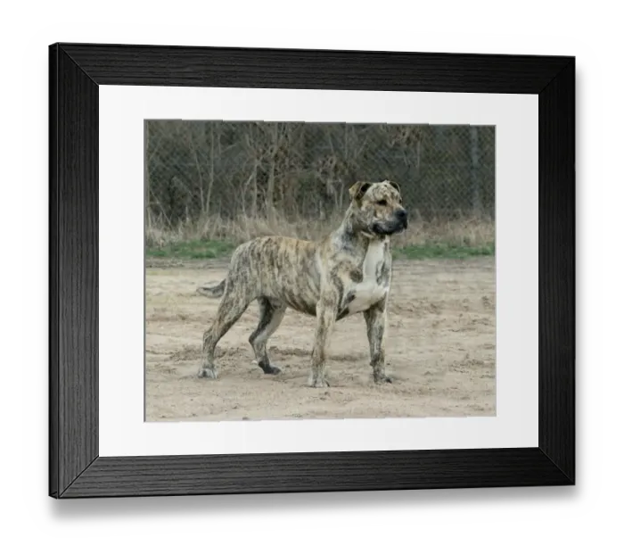 Framed Print : Domestic Dog, Ca de Bou, adult male, standing Framed Print : Domestic Dog, Ca de Bou, adult male, standing