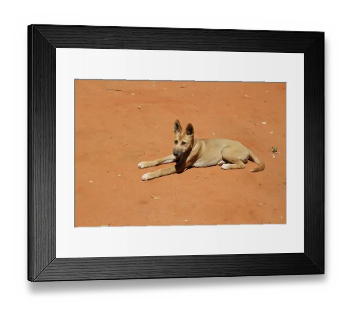 Framed Print : Dingo (Canis familiaris dingo) pup, resting on sand, rescued individual used by park rangers for education Framed Print : Dingo (Canis familiaris dingo) pup, resting on sand, rescued individual used by park rangers for education