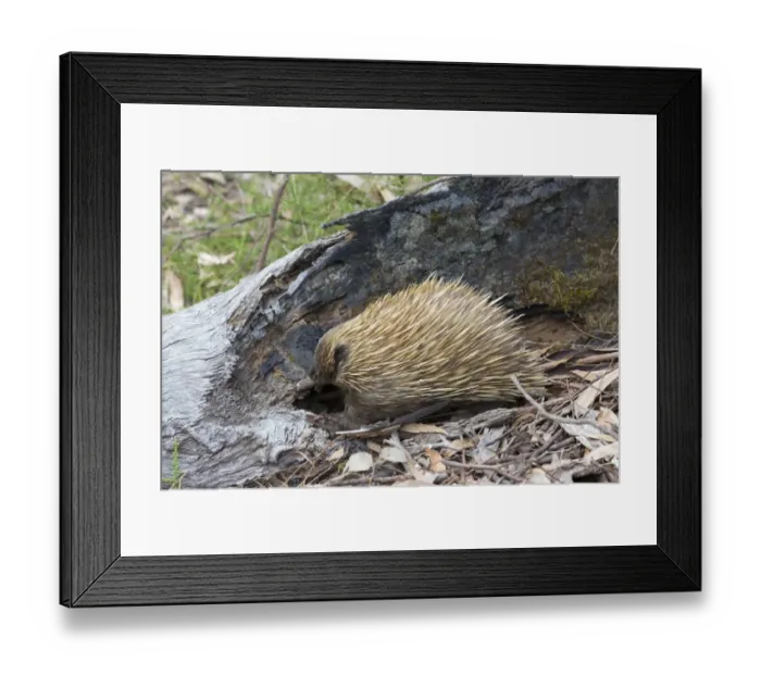 Framed Print : Short-nosed Echidna (Tachyglossus aculeatus) adult, foraging beside log in forest, Kangaroo Island, South Australia Framed Print : Short-nosed Echidna (Tachyglossus aculeatus) adult, foraging beside log in forest, Kangaroo Island, South Australia